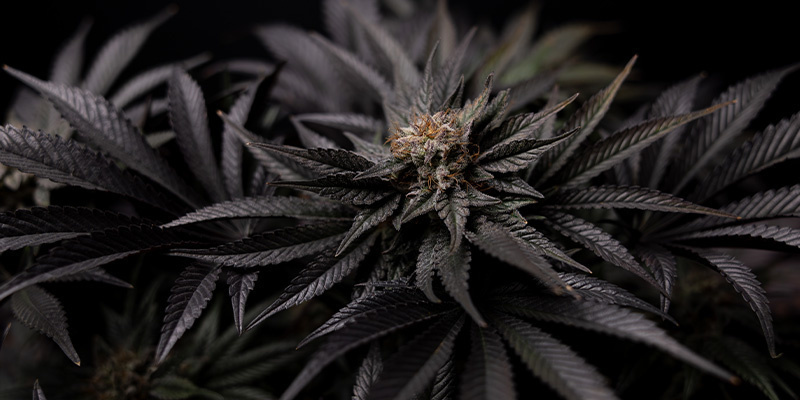 Black Diamond (Zamnesia Seeds)