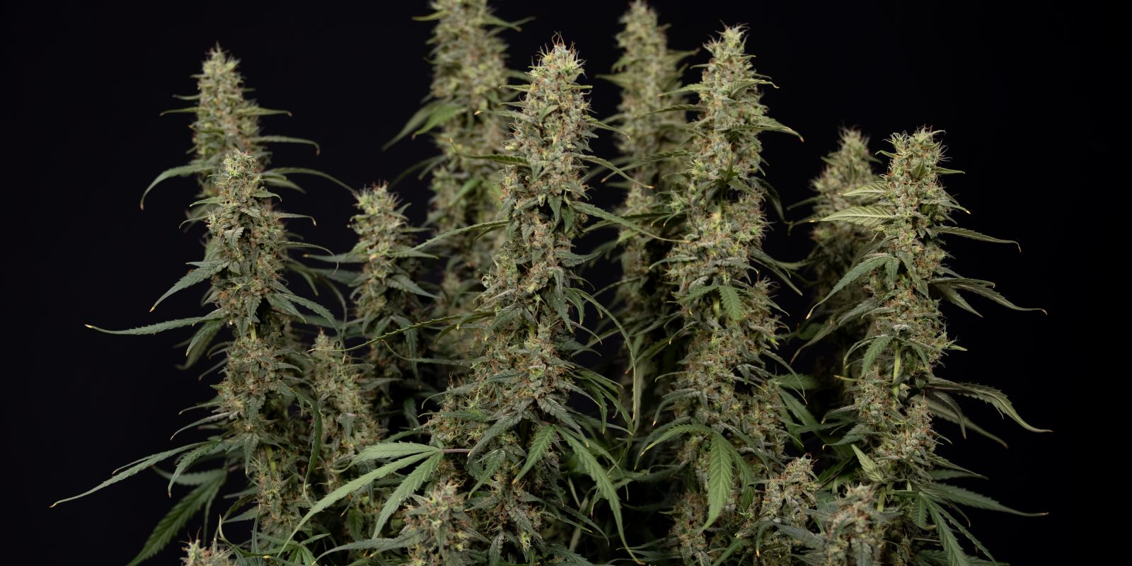 King Louis Auto kwiat