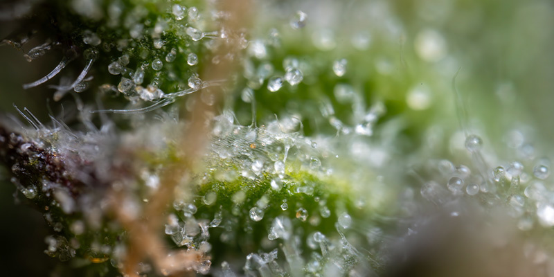 Ghost Train Haze Auto (Zamnesia Seeds)