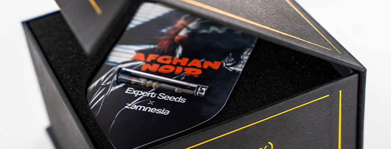 Genetics of Afghan Noir: Afghani x Sirius Black
