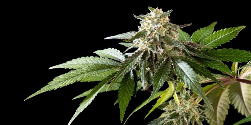 Mexican Sativa Kannabia