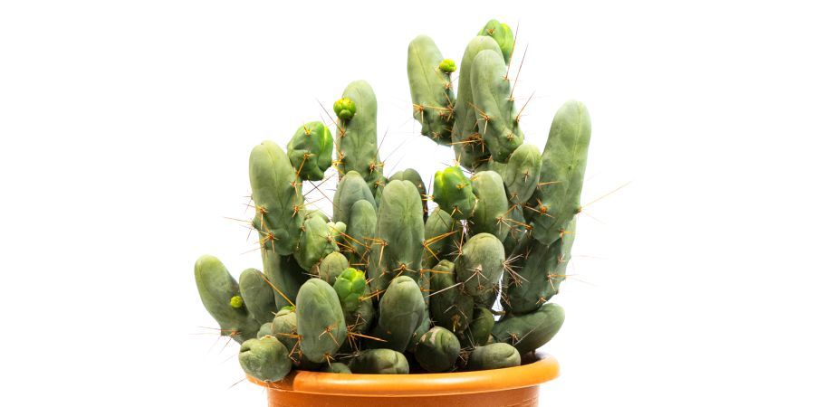 Bolivian Torch Monstrose Klon B Bolivian Torch Monstrose Klon B