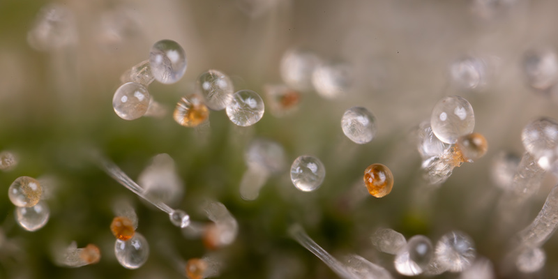 Northern Lights Automat (Zamnesia Seeds) feminizowane Northern Lights Automat (Zamnesia Seeds) feminizowane