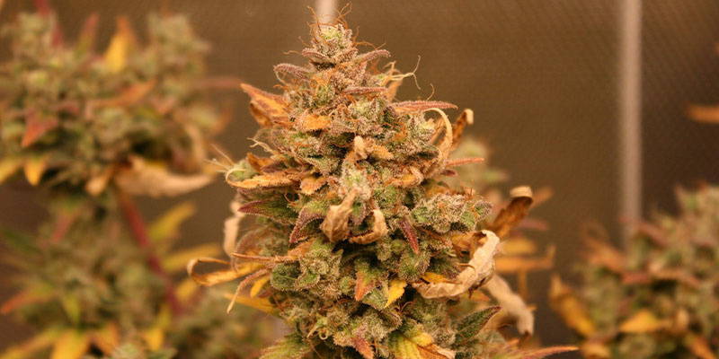AK-420 Automat (Zamnesia Seeds) AK-420 Automat (Zamnesia Seeds)
