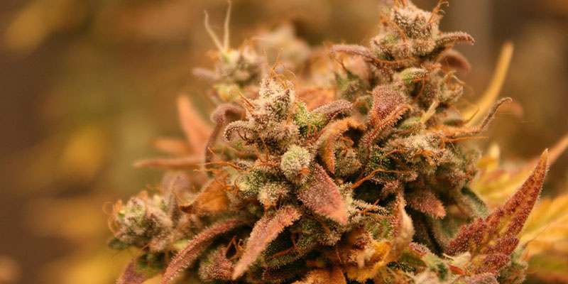 AK-420 Automat (Zamnesia Seeds) AK-420 Automat (Zamnesia Seeds)