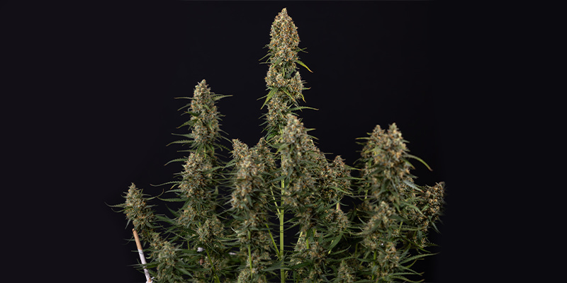 Sticky Beast Autoflower (Zamnesia Seeds) feminizowane