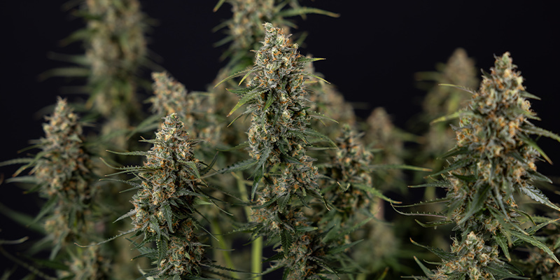Sticky Beast Autoflower (Zamnesia Seeds) feminizowane