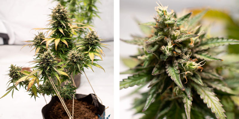 Amnesia Skunk Autoflower (Zamnesia Seeds)