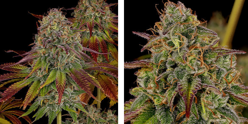 Bruce Banner 3 - Zamnesia Seeds Bruce Banner 3 - Zamnesia Seeds