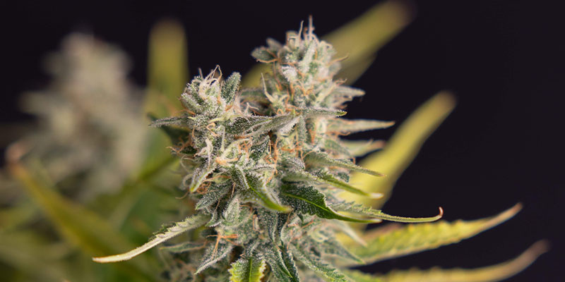 Apple Fritter Autoflower (Zamnesia Seeds) Apple Fritter Autoflower (Zamnesia Seeds)