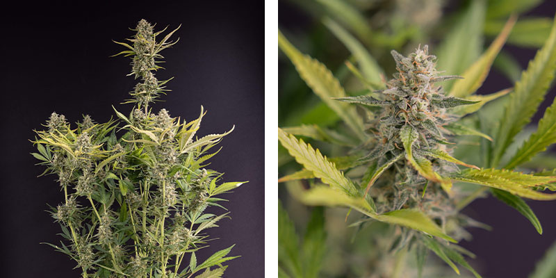 Apple Fritter Autoflower (Zamnesia Seeds) Apple Fritter Autoflower (Zamnesia Seeds)