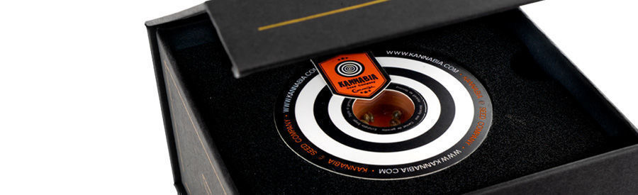 Pudełko Intergelatic Kush (Zamnesia X Kannabia)