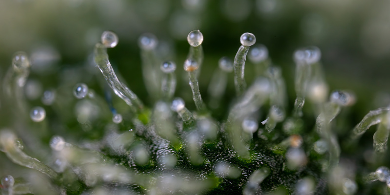 Purple Haze Automat (Zamnesia Seeds) Feminized Purple Haze Automat (Zamnesia Seeds) Feminized