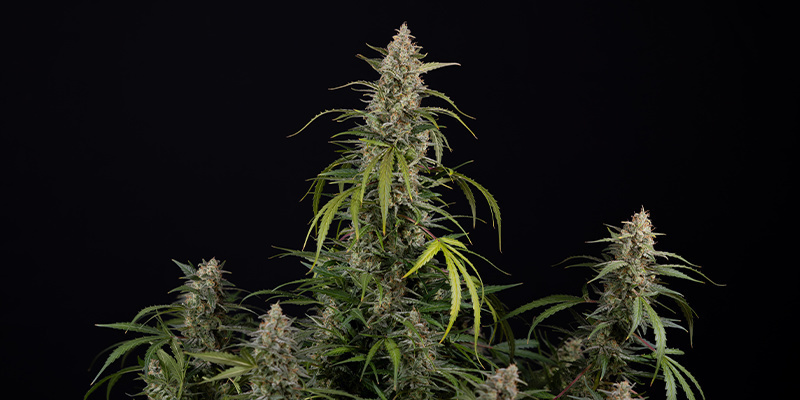 Purple Haze Automat (Zamnesia Seeds) Feminized Purple Haze Automat (Zamnesia Seeds) Feminized