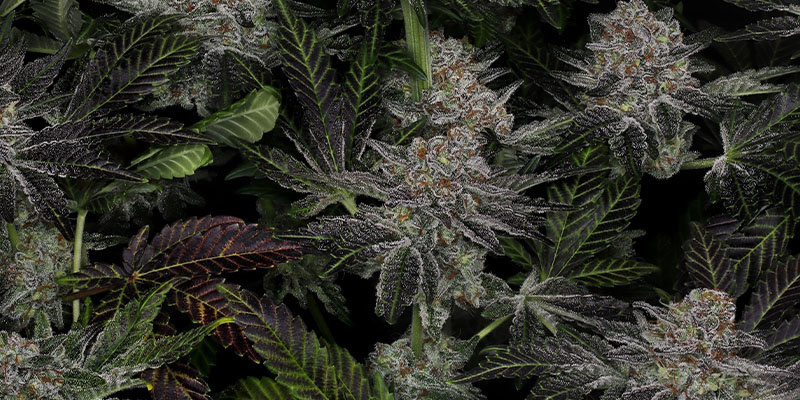 Black Orchid (Zamnesia Seeds) Black Orchid (Zamnesia Seeds)