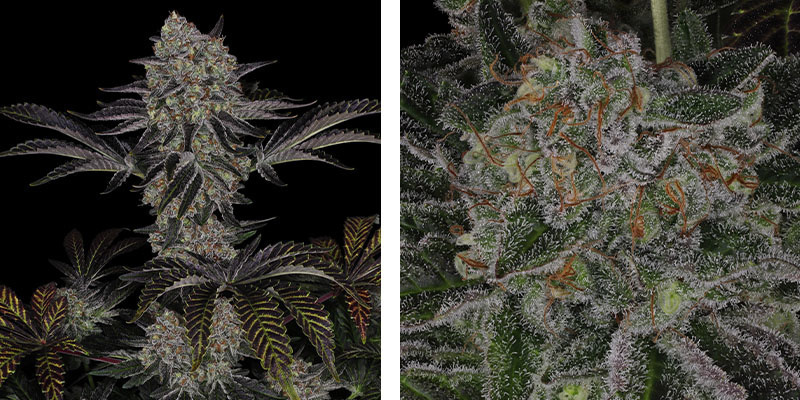 Black Orchid (Zamnesia Seeds) Black Orchid (Zamnesia Seeds)