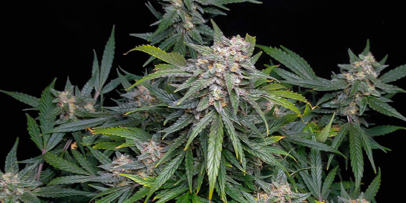 Biscotti Autoflower (Zamnesia Seeds) Biscotti Autoflower (Zamnesia Seeds)