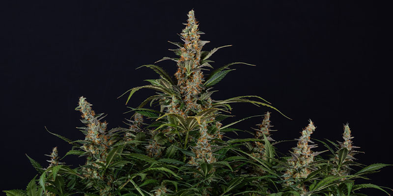 Black Orchid Autoflower (Zamnesia Seeds) Black Orchid Autoflower (Zamnesia Seeds)