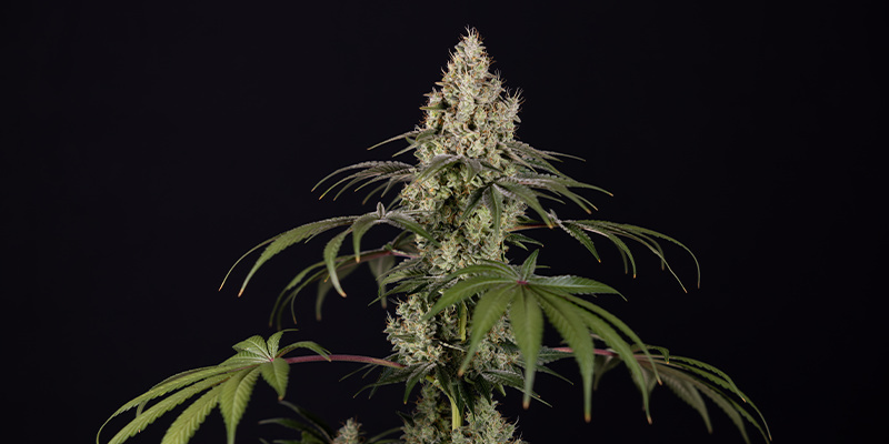 Runtz Automat (Zamnesia Seeds) feminizowana Runtz Autoflower (Zamnesia Seeds) Feminized