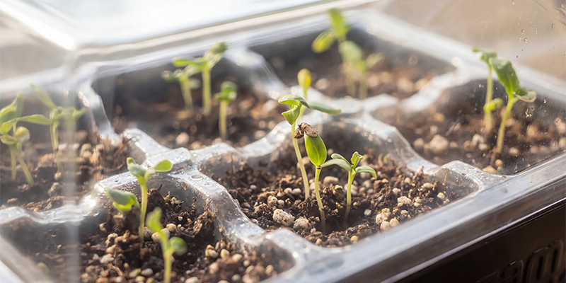 Idealny wybór dla każdego growera