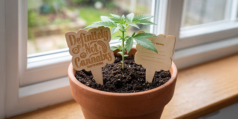 Drewniane znaczniki do doniczek Zamnesia – kontroluj swoją uprawę jak profesjonalista