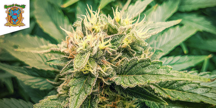 Ice Cool (Sweet Seeds)