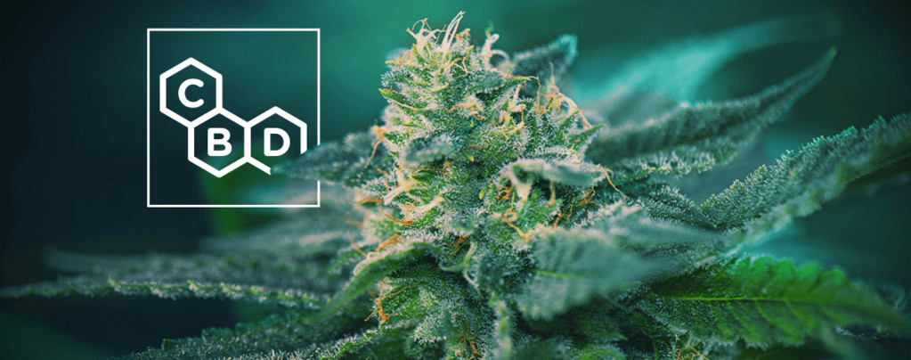 Odmiany konopi bogate w CBD