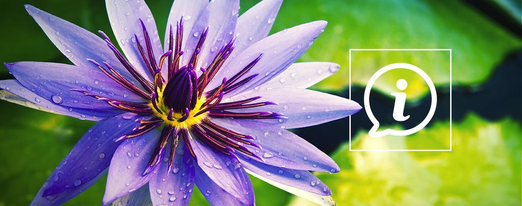 Czym jest niebieski lotos?