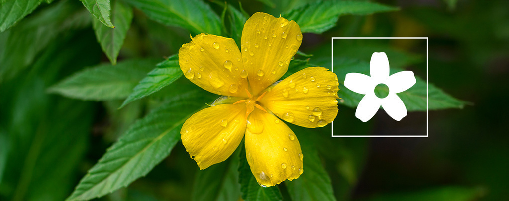 Jak stosować damianę: Wszystko, co warto wiedzieć