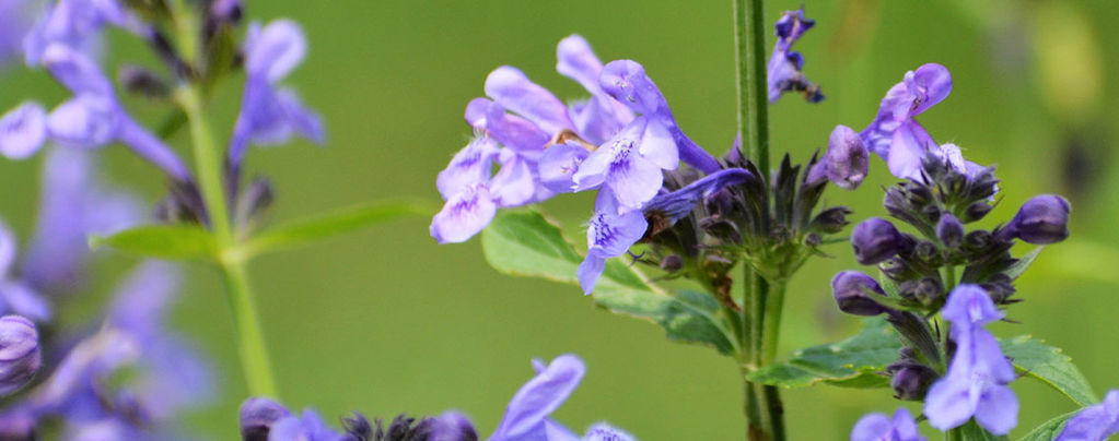 Tarczyca (skullcap): Wszystko, co warto wiedzieć