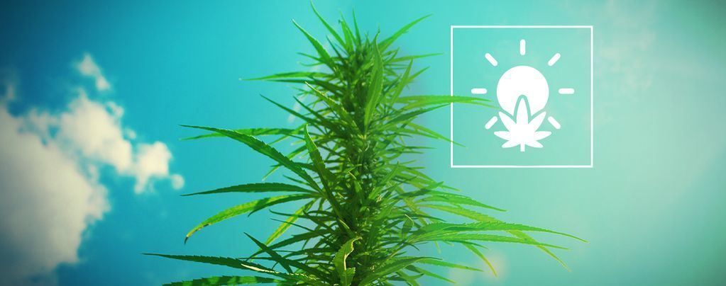 Jak uprawiać marihuanę na zewnątrz