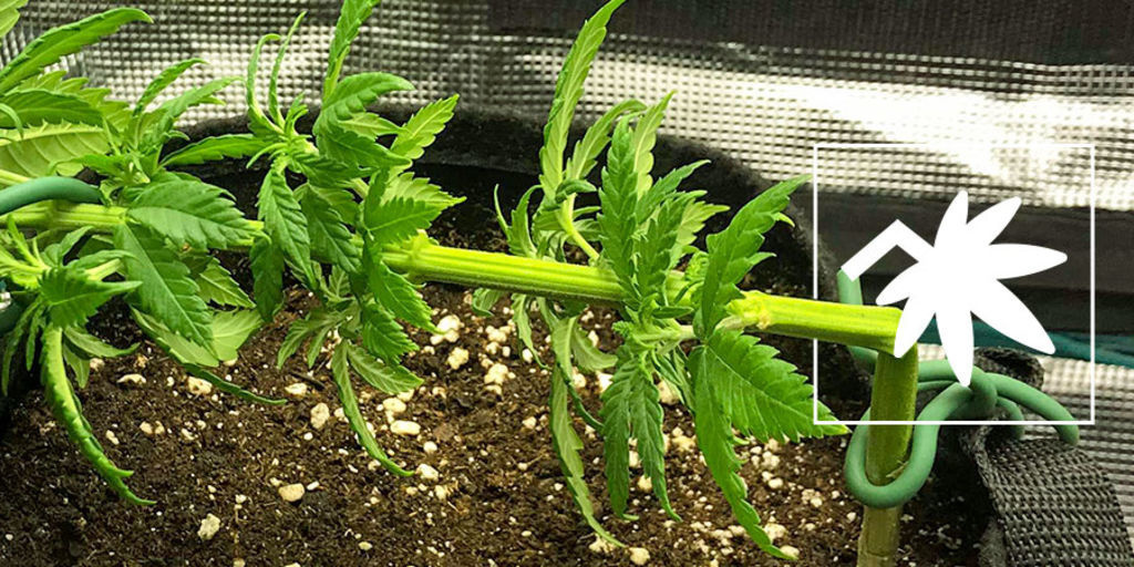 Super cropping marihuany: wszystko, co musisz wiedzieć