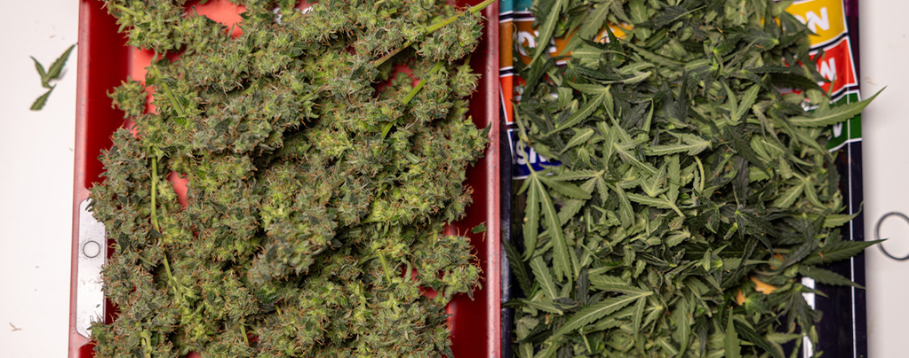 What to do with leftover cannabis fan leaves and trim