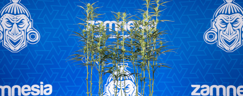 Defoliacja marihuany: wszystko, co musisz wiedzieć