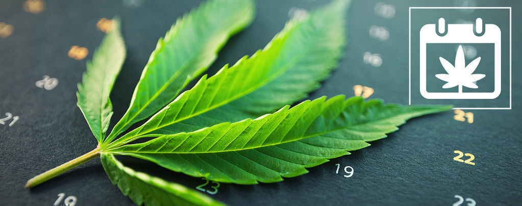 Kalendarz uprawy marihuany outdoor od Zamnesia