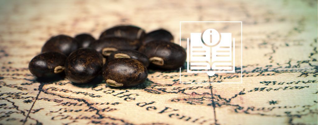 Fasola welwetowa (Mucuna pruriens): wszystko, co musisz wiedzieć