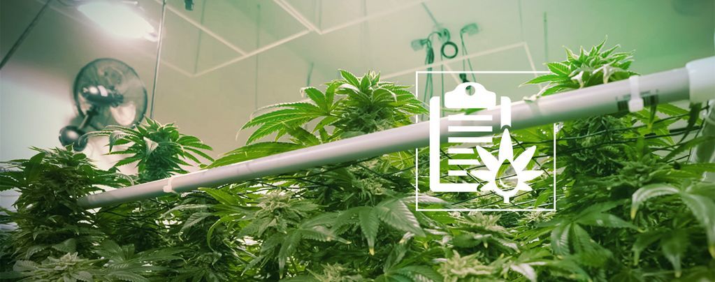 Różne rodzaje systemów hydroponicznych do uprawy marihuany