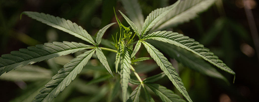 Czym jest cannabis ruderalis?