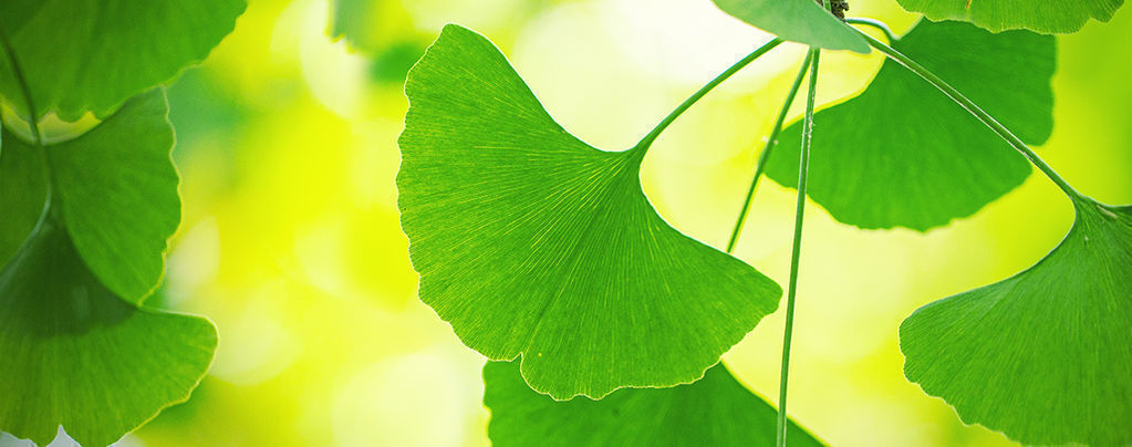 Jak najlepiej wykorzystać miłorząb japoński (Ginkgo biloba)