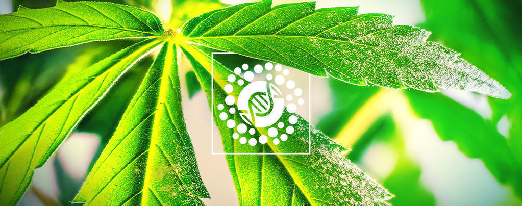 Wszystko o pylek i krzyżowaniu odmian marihuany