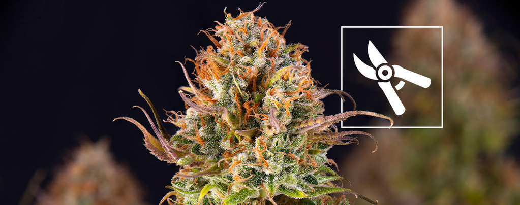 Kiedy zbierać plony z roślin marihuany