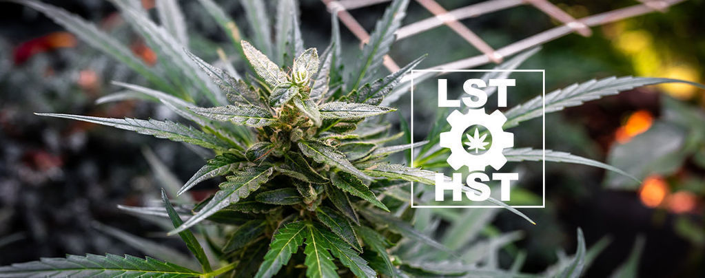 Jak trenować nasiona marihuany automaty