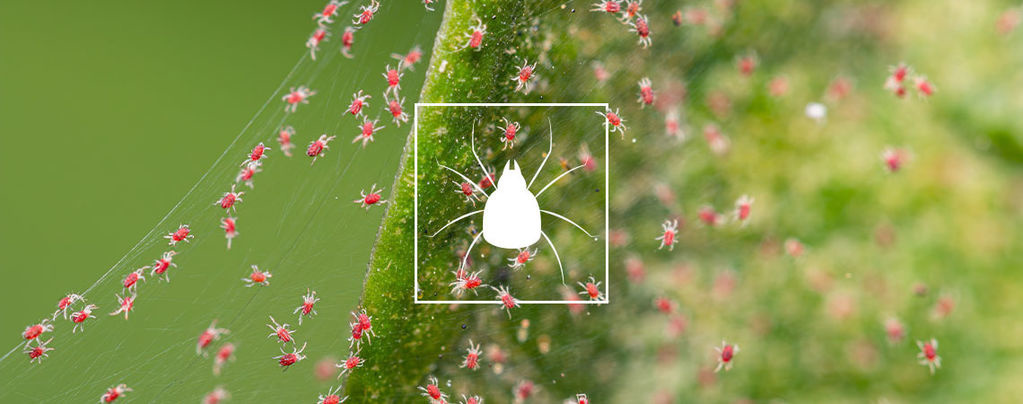 Jak pozbyć się przędziorków z roślin marihuany