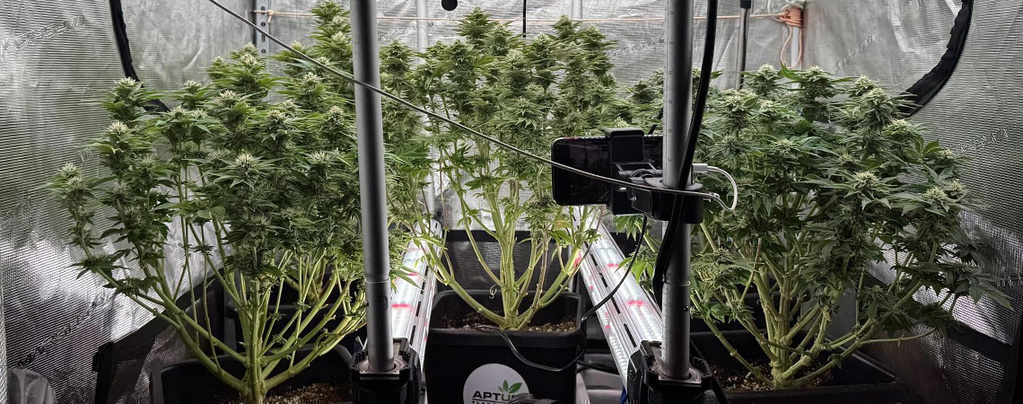 Oświetlenie międzyrzędowe w uprawie konopi: stosować czy nie?