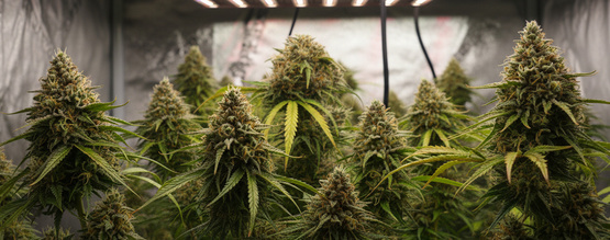 Jak uprawiać marihuanę w systemie 12/12 od nasiona