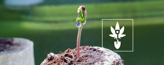 Jak kiełkować nasiona marihuany