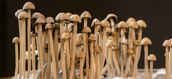 Czym jest Panaeolus cyanescens?