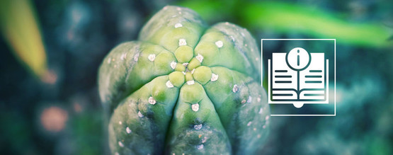 Przewodnik po kaktusie San Pedro