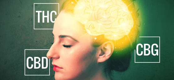 CBD, THC i CBG – poznaj kannabinoidy