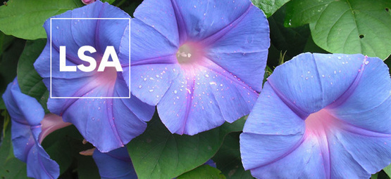 LSA: Wszystko, co musisz wiedzieć